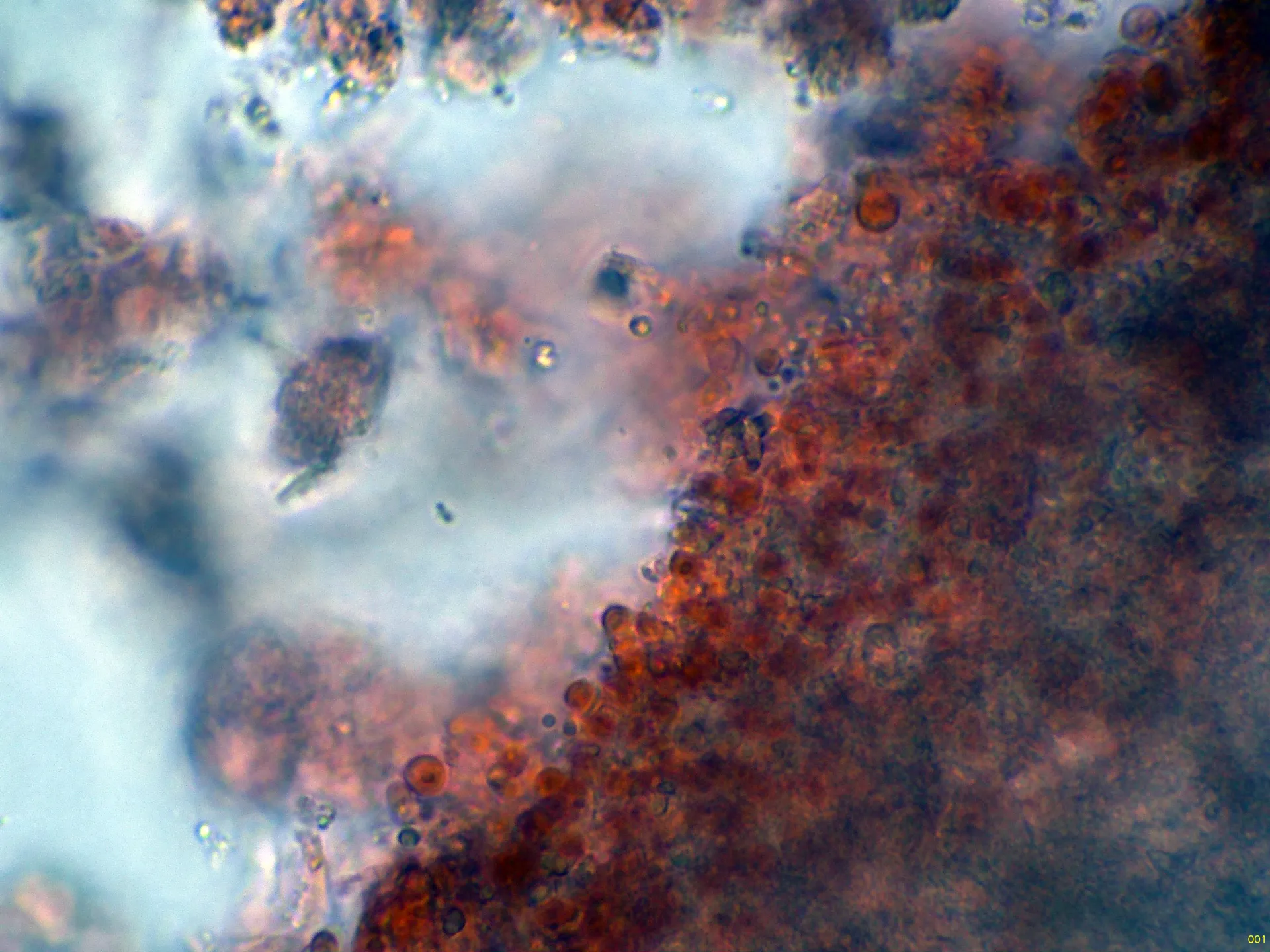 Microscopía de Phlebia lilascens - 10 - Himenio-001